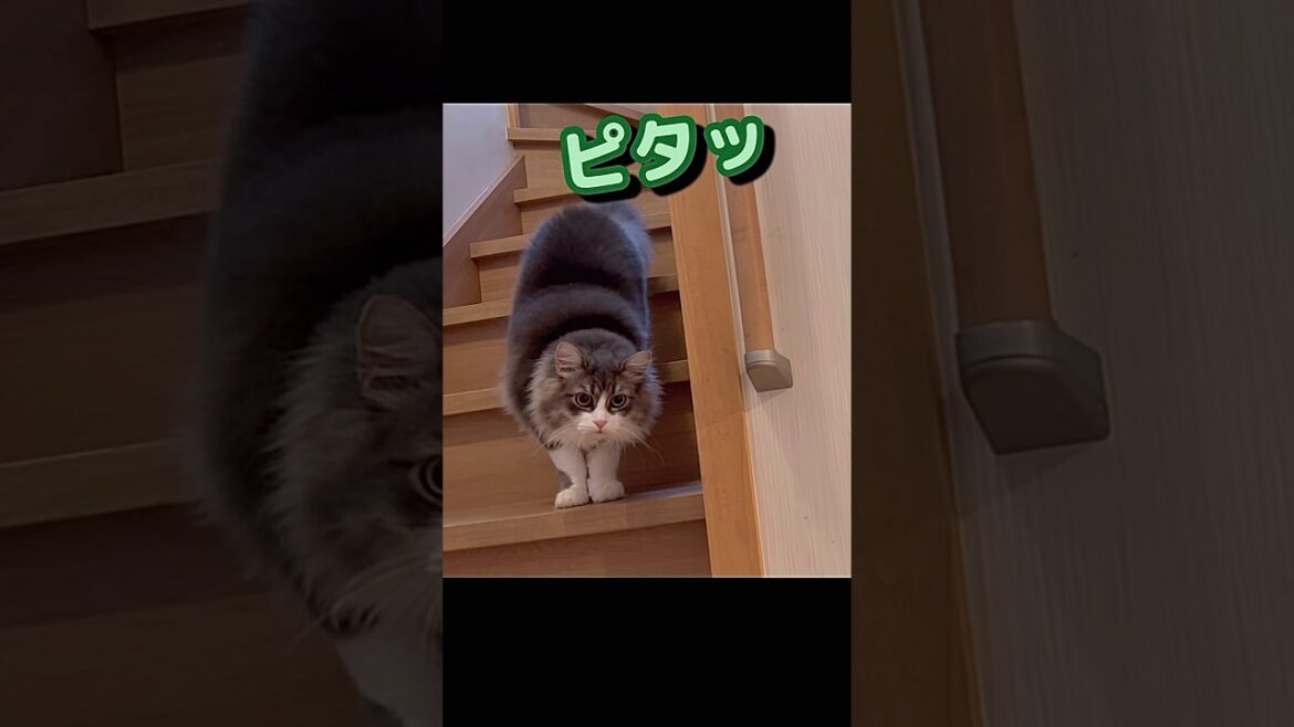 だるまさんがころんだ　いないいないばあ　子猫とかくれんぼ　サイベリアン　#shorts