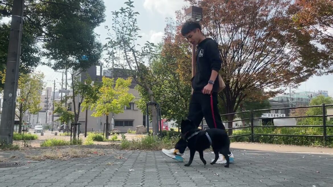スキッパーキの”オセルくん”と散歩トレーニング！