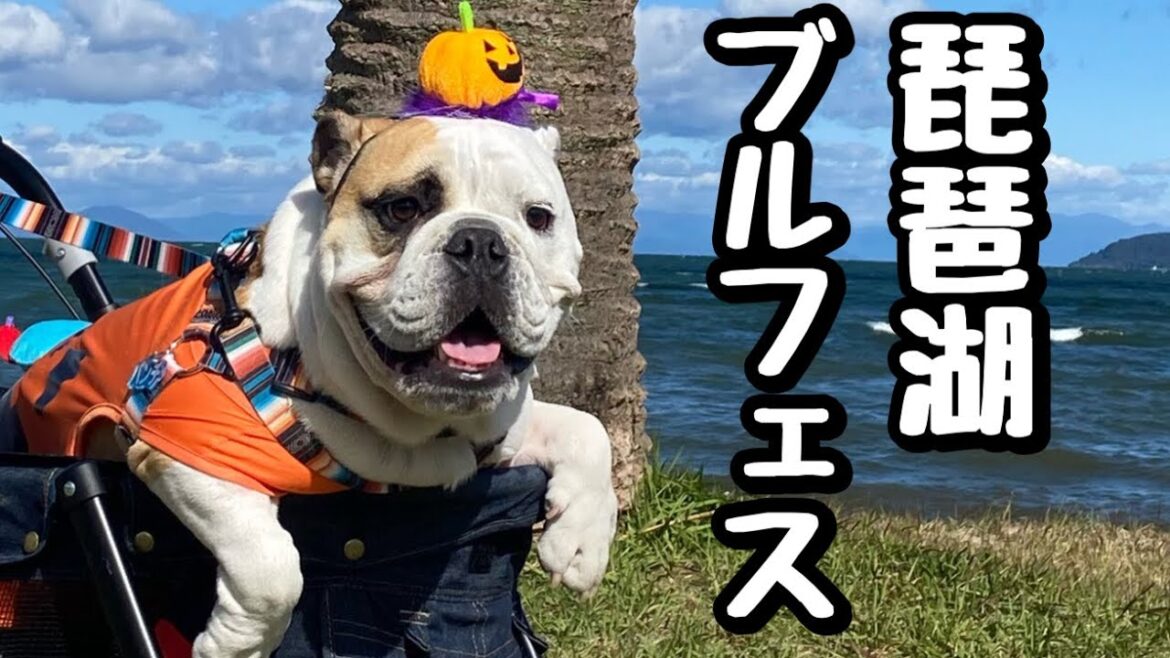 琵琶湖ブルドッグオフ会！緊張とドキドキの初参加！