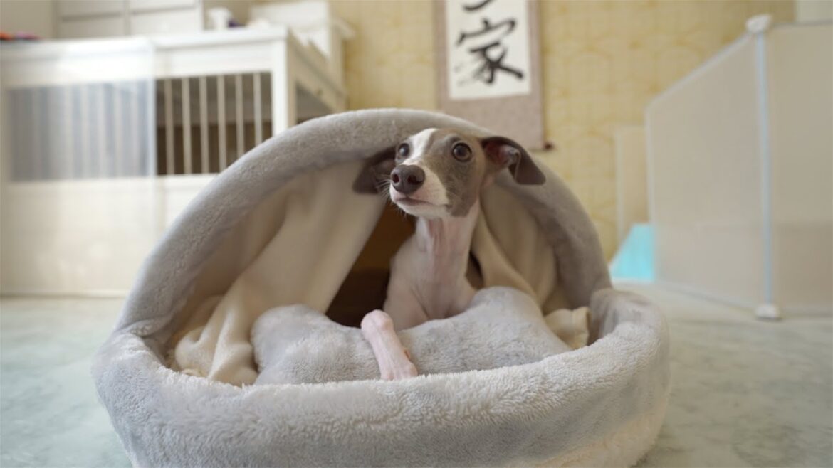 念願のベッドが気に入りすぎてヤドカリになった犬www【カインズ】