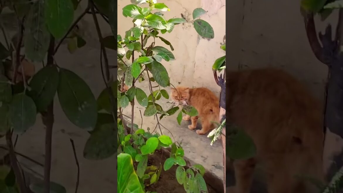 Brown Cat Caught Squirrel #shortvideo