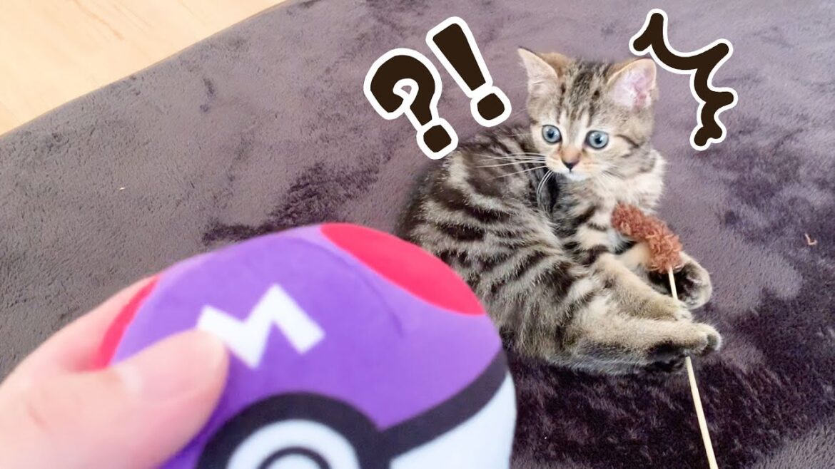 マ○ターボールで子猫ポケ○ンのもかを捕まえてみます #43【生後88日目 スコティッシュフォールド】