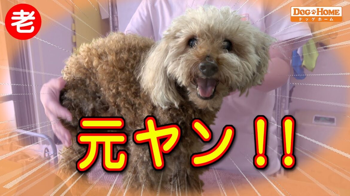 シニア犬：元々ヤンチャな子が年齢を重ねてくると → 色々な悩みが… 老犬のシャンプー【トイプードルのモコくんのシャンプー編】　୨୧∵トリミング サロン DOG HOME ドッグホーム∵୨୧
