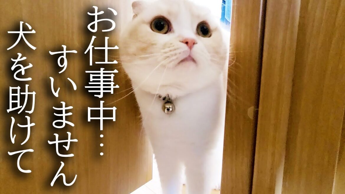 猫が犬の異変に気づき知らせに来ました...
