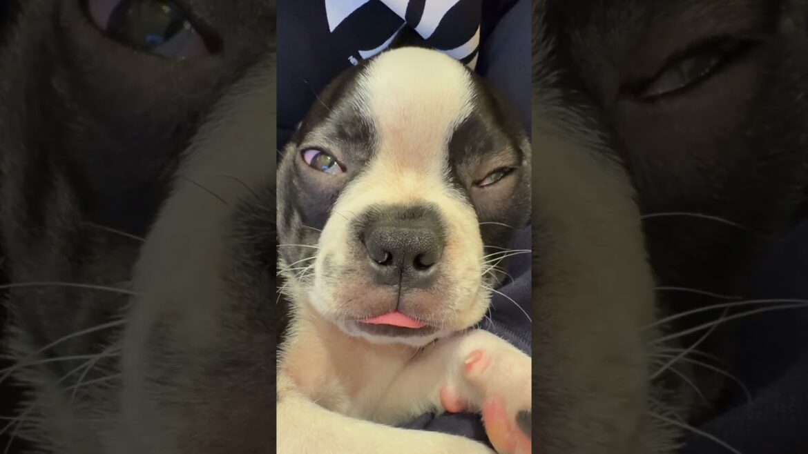 【#ボストンテリア】クセがすごいASMR #shorts