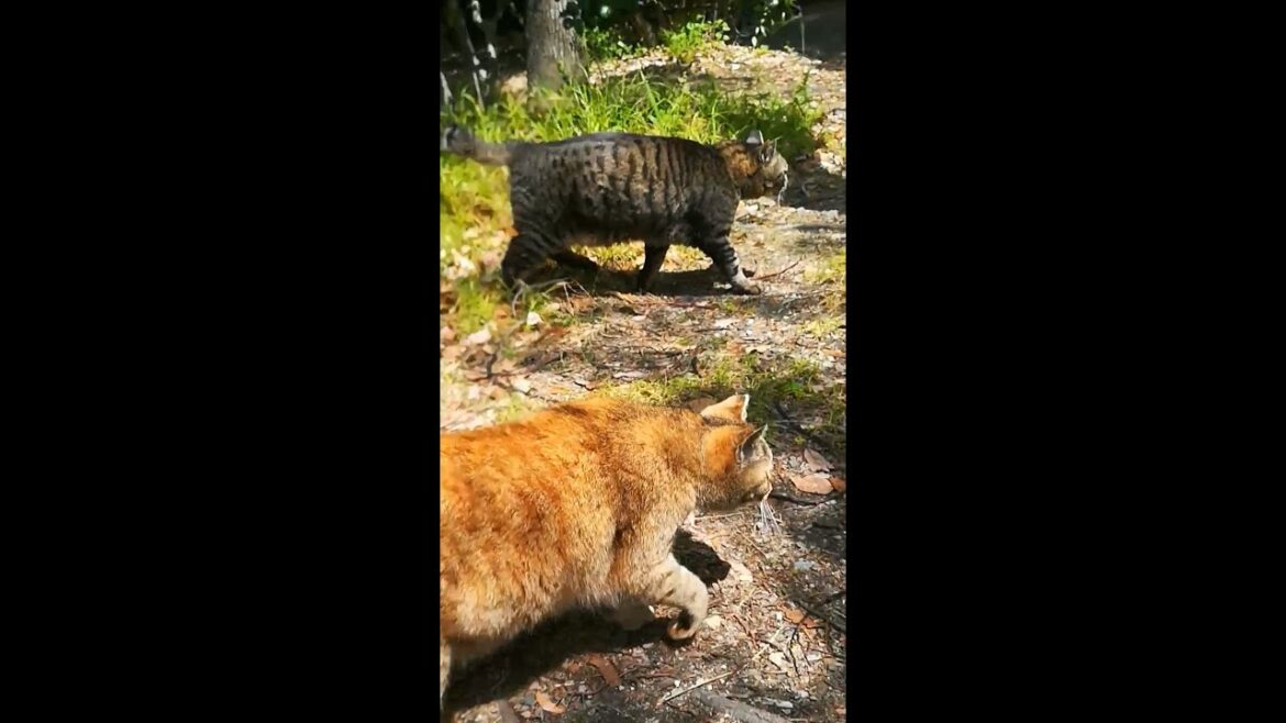 仲良し猫家族の平和なデート[武士猫と野良猫家族05] Big brown cat and orange cat play in the spring sunshine #shorts