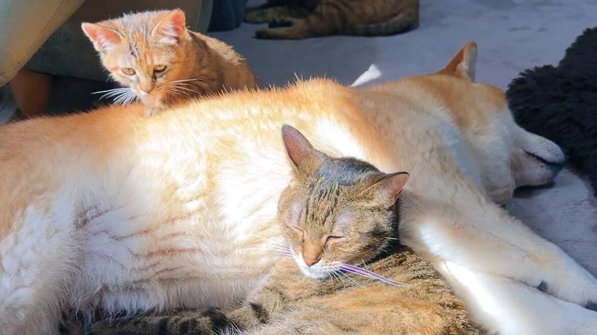 子猫や先輩猫が同時に甘えても、おおらかに受け入れる柴犬が優しいです