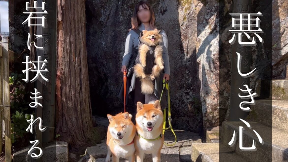 柴犬・ポメと目指したパワースポット。嘘つき呼ばわりされた女のvlog