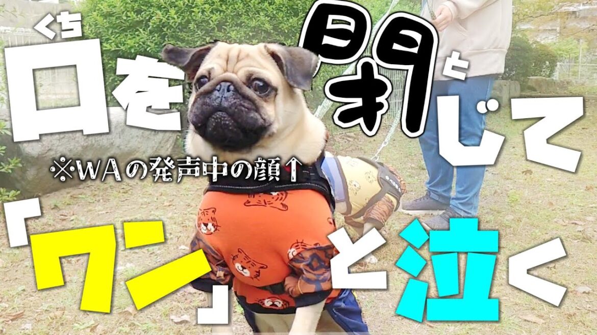 前から気になってた変な泣き方をする愛犬の謎が解けました|パグのぺろぽん兄弟pug犬| 前から気になってた変な泣き方をする愛犬の謎が解けました|パグのぺろぽん兄弟pug犬|