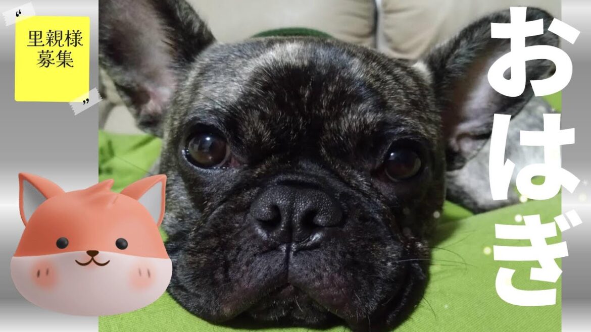 【里親募集】飼い主様大好きとっても甘えん坊♡おはぎ 犬 フレンチブルドッグ 【里親募集】飼い主様大好きとっても甘えん坊♡おはぎ 犬 フレンチブルドッグ