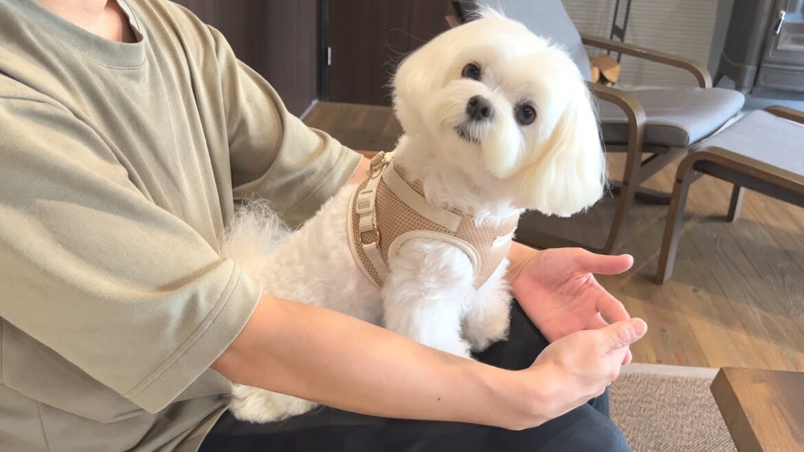 犬と泊まれる古民家リゾートが最高すぎたから見てくれ【ルームツアー編】