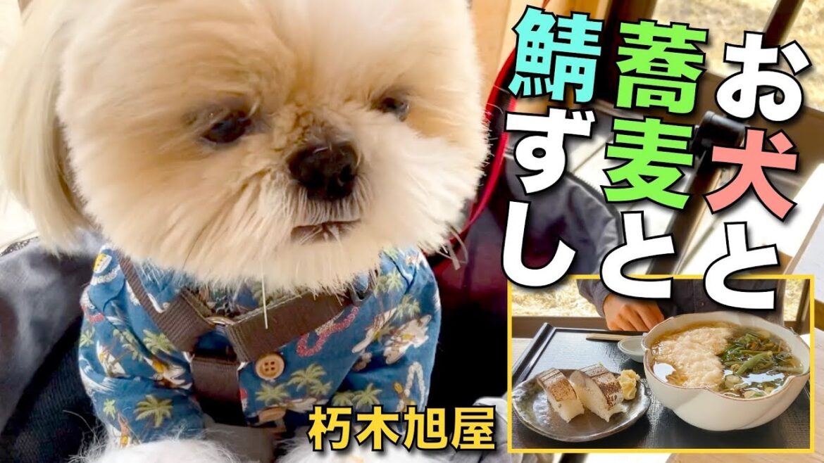 【シーズー】お洒落なドッグカフェも良いけれど、お犬と楽しめるお蕎麦屋さんが良いお年頃の飼い主夫婦!www(前半お知らせあり♪・後半ワンコ用手作りオヤツあり♪)【朽木旭屋 滋賀県】【鯖寿司】【291】 【シーズー】お洒落なドッグカフェも良いけれど、お犬と楽しめるお蕎麦屋さんが良いお年頃の飼い主夫婦!www(前半お知らせあり♪・後半ワンコ用手作りオヤツあり♪)【朽木旭屋 滋賀県】【鯖寿司】【291】