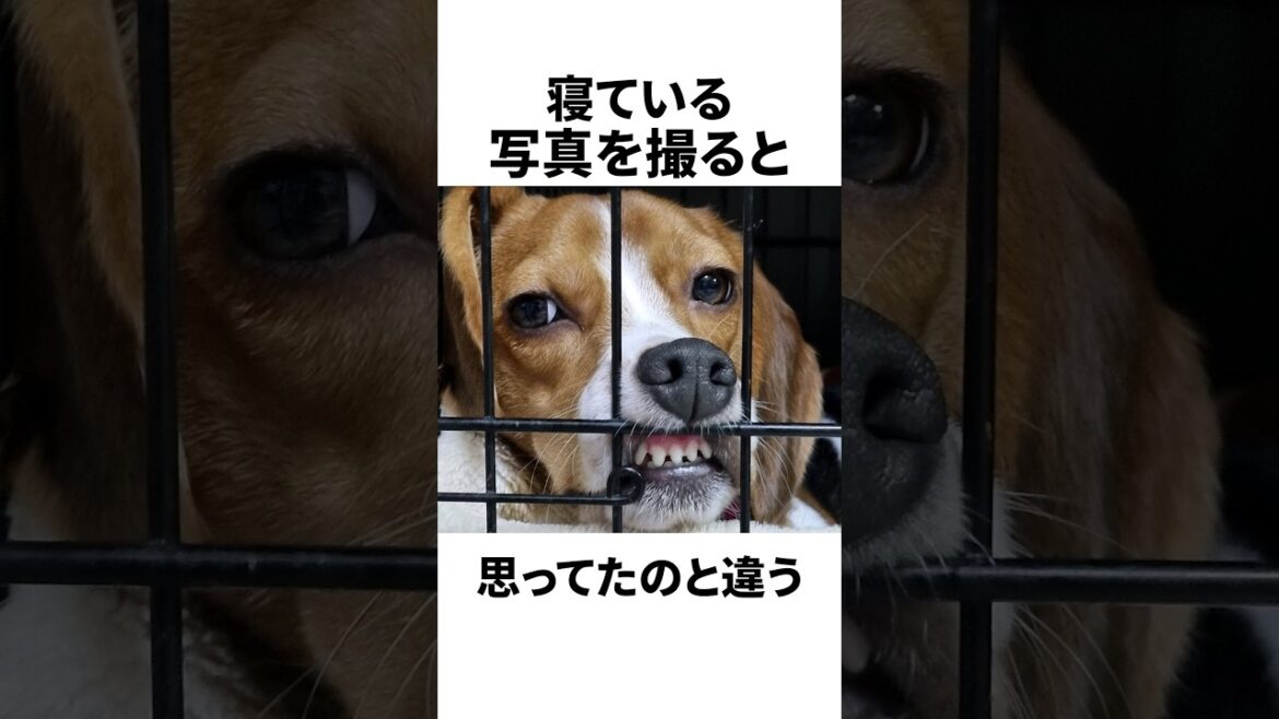 ビーグルを飼って分かった理想と現実