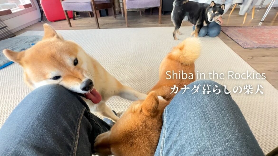 柴犬たちよ、なぜに狭い父の股下で揉めるのか? 柴犬たちよ、なぜに狭い父の股下で揉めるのか?