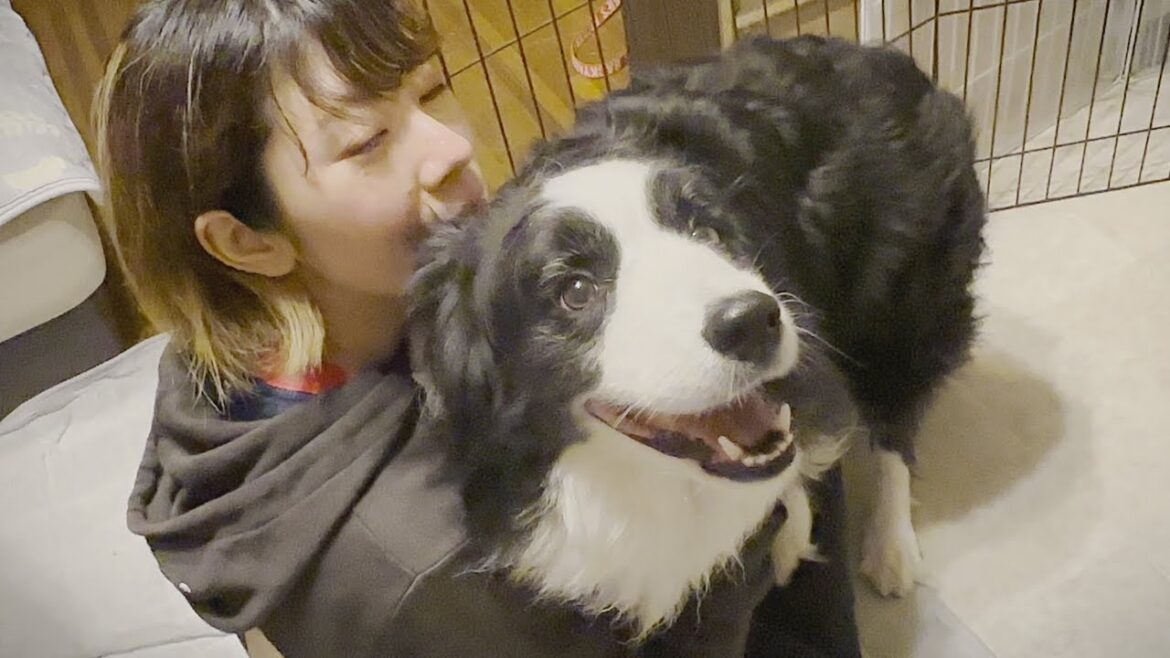 愛犬の感謝の伝え方がほぼ人間すぎる…!【ボーダーコリー】 愛犬の感謝の伝え方がほぼ人間すぎる…!【ボーダーコリー】