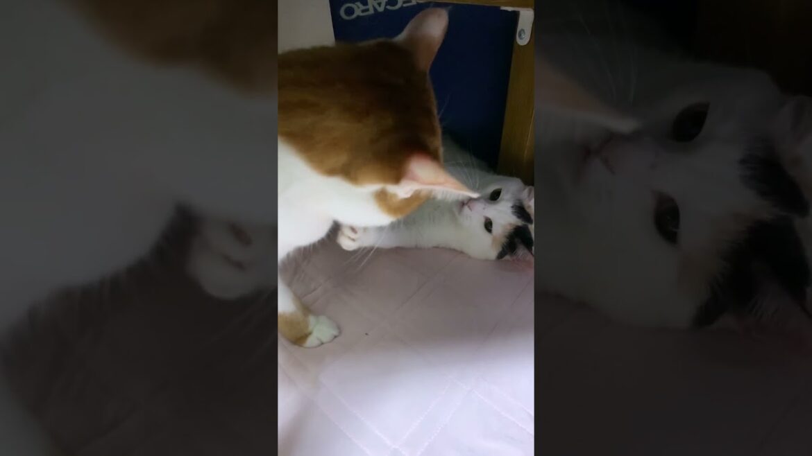 じゃれあう兄妹ネコ① じゃれあう兄妹ネコ①