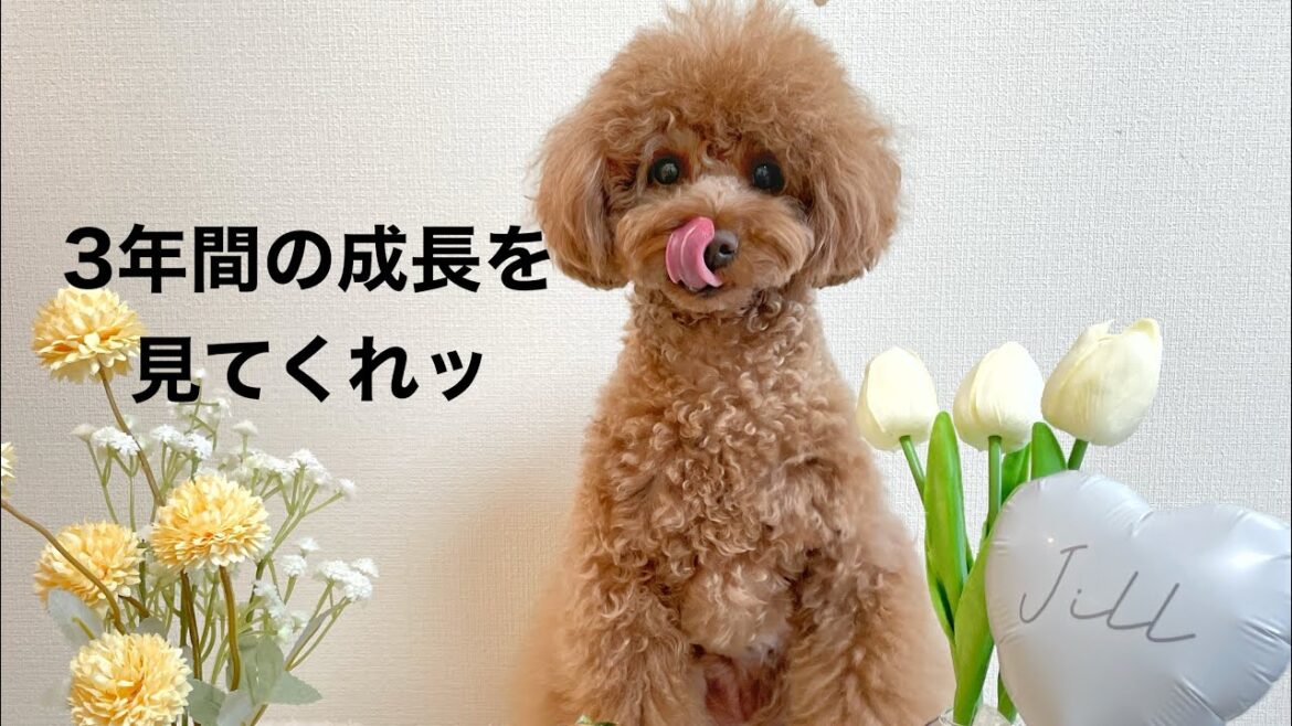愛犬が3歳になりました【トイプードル マルプー】