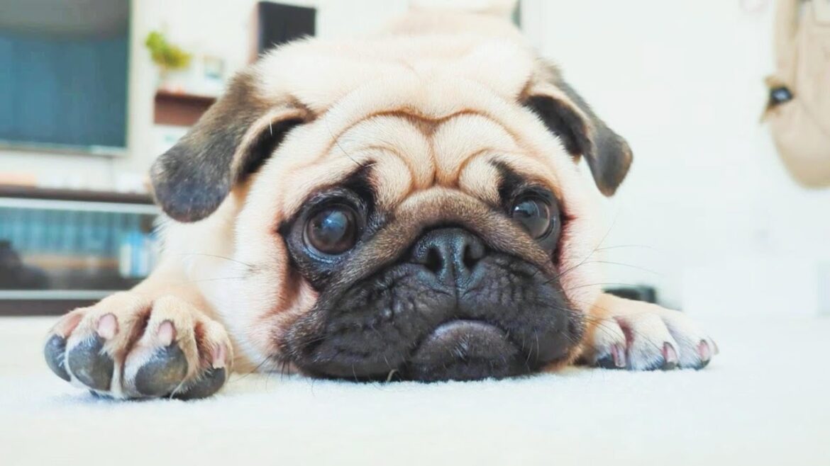 うちのパグはと～っても美味しいあのフルーツから逃げるんです。My pug run away from that very tasty fruit.【パグ、pug】