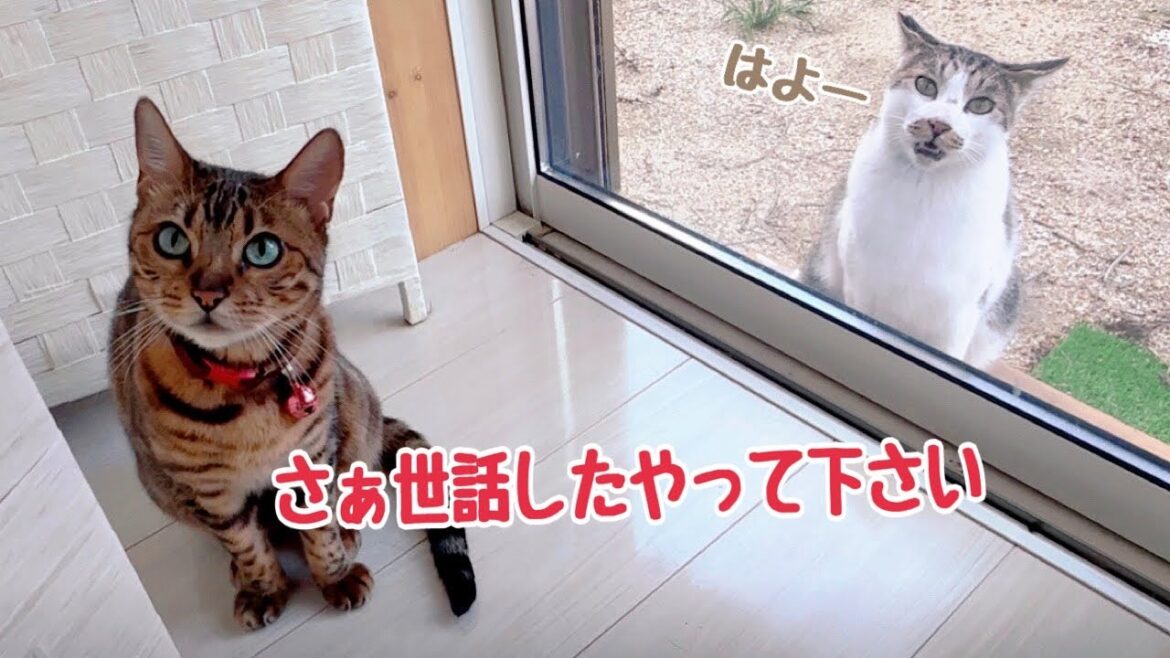 うちの庭が地域猫の快適ハウス（パナホーム）になってきました