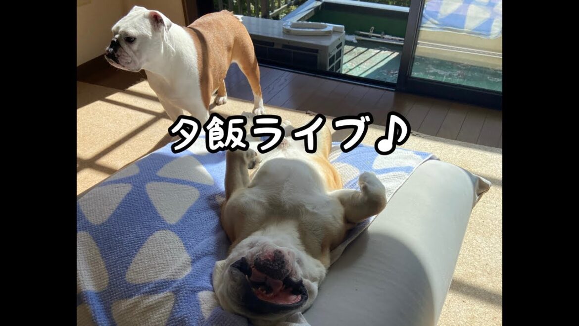 【夕飯ライブ】我が家の愛犬のご飯調理方法全部紹介します! 【夕飯ライブ】我が家の愛犬のご飯調理方法全部紹介します!