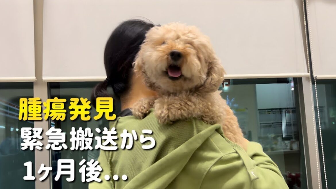 腫瘍発見から1ヶ月後の経過報告