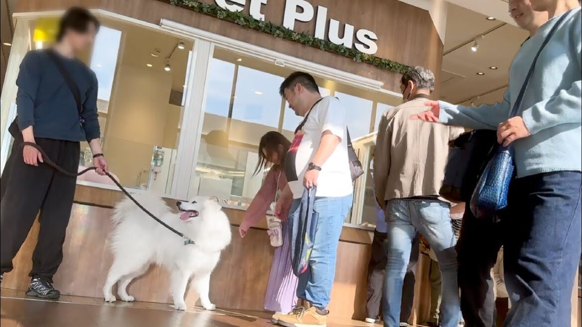 イオンに大型犬は珍しいのでみんなから注目を浴びてしまいました!【サモエド】 イオンに大型犬は珍しいのでみんなから注目を浴びてしまいました!【サモエド】