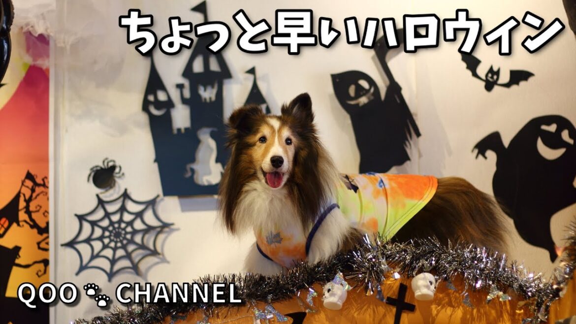 ちょっと早いハロウィン🎃 《シェルティ/ラフコリー》 ちょっと早いハロウィン🎃 《シェルティ/ラフコリー》