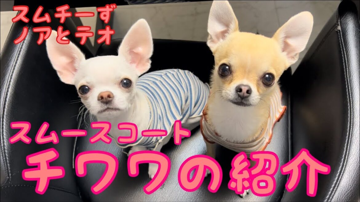 【多頭飼いスムチーず】うちの子スムースコートチワワの紹介🐾大きさ・かわいさ・賢さをみて参考にしてね😊