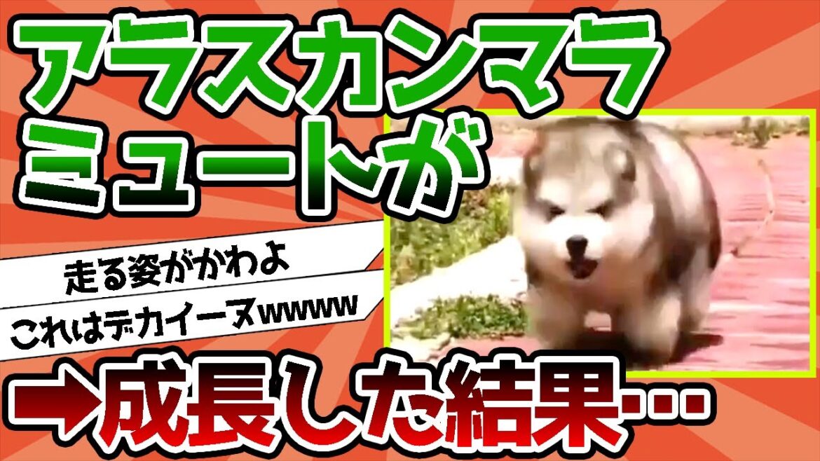 【2ch動物スレ】アラスカンマラミュートさんが成長した結果… 【2ch動物スレ】アラスカンマラミュートさんが成長した結果…