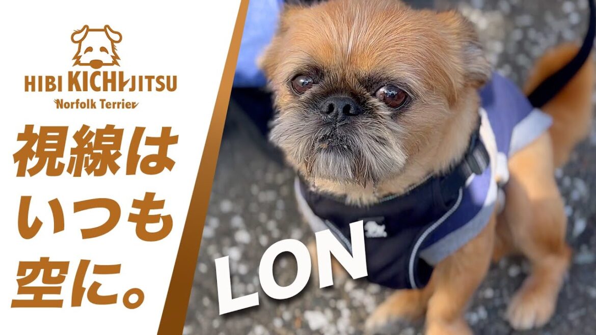 愛犬キチ と ペキニーズ×グリフォンのLON 「ロン」【 dog ノーフォークテリア norfolkterrier friend 】