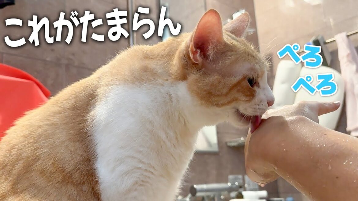 飼い主の腕についた水からしか水分補給しないロビン 飼い主の腕についた水からしか水分補給しないロビン