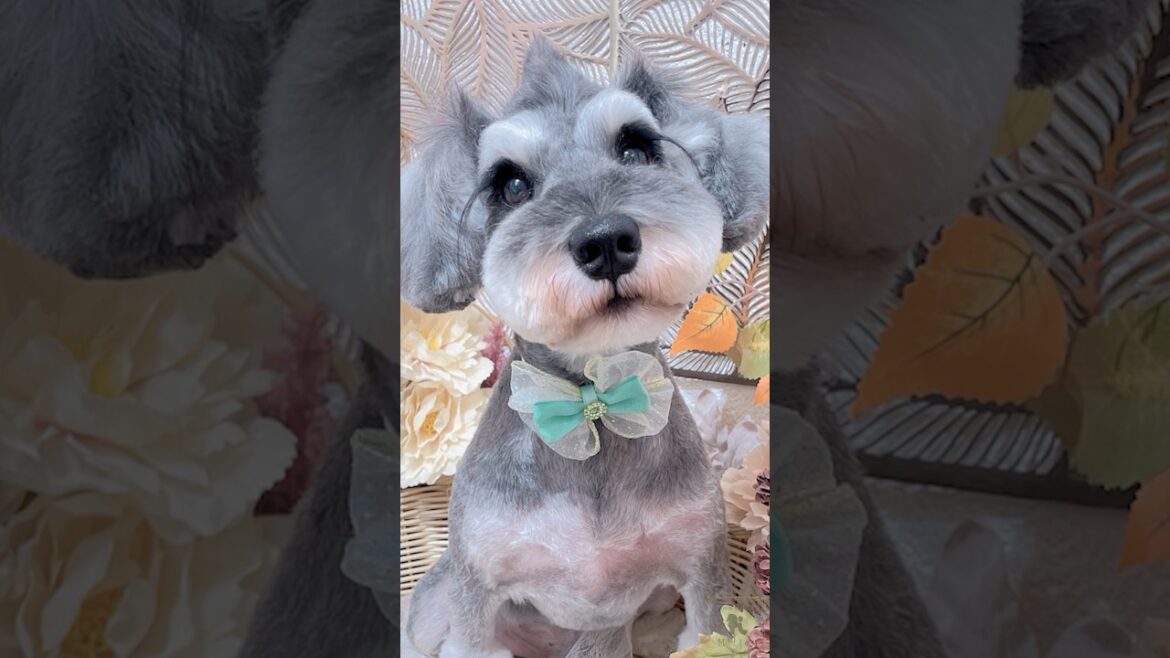 デザインカットがとっても似合ってます🥺🫶✨ミニチュアシュナウザーちゃん✂️オールシザー