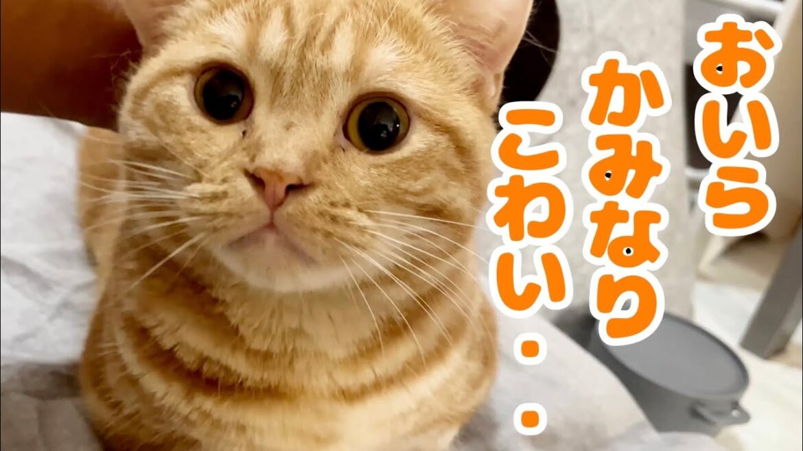 雷の音が怖くて甘えにきたちゃーぼーがかわいすぎてたまらない！ #猫 #マンチカン