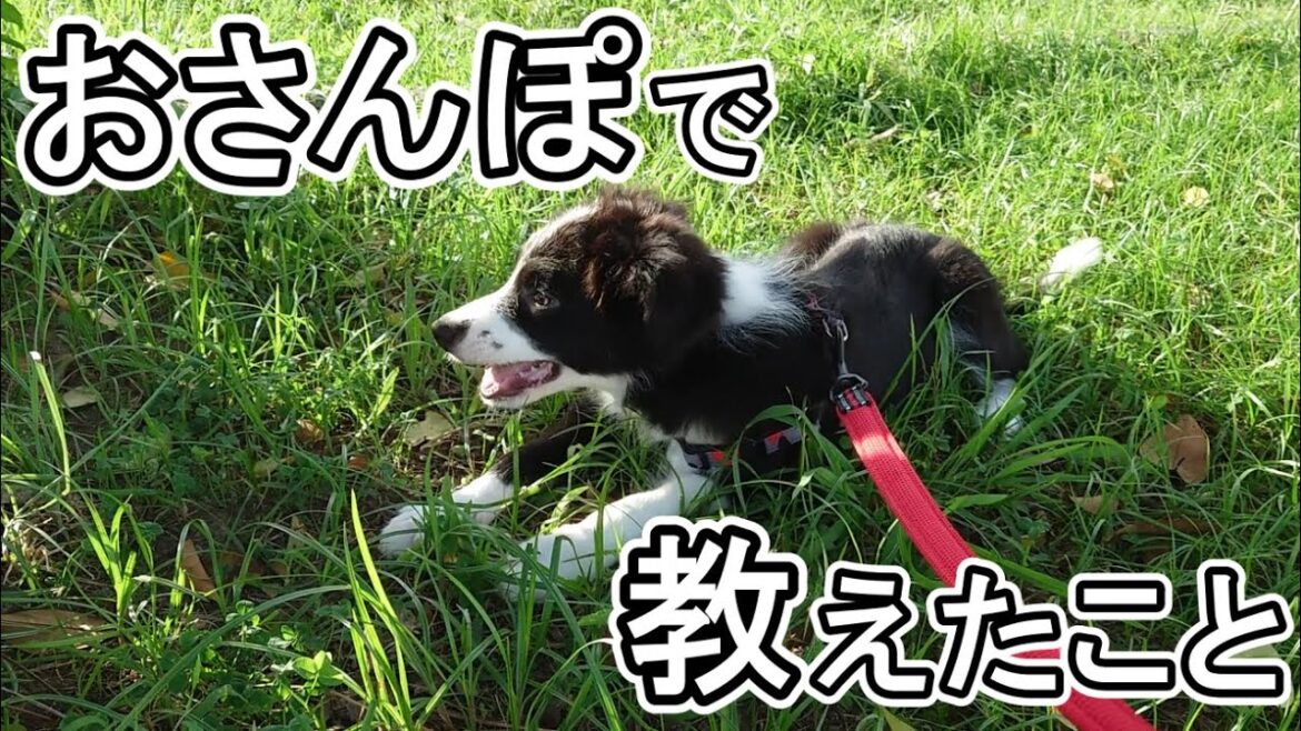 ボーダーコリーの子犬に教える安全でワクワク楽しいおさんぽトレーニング