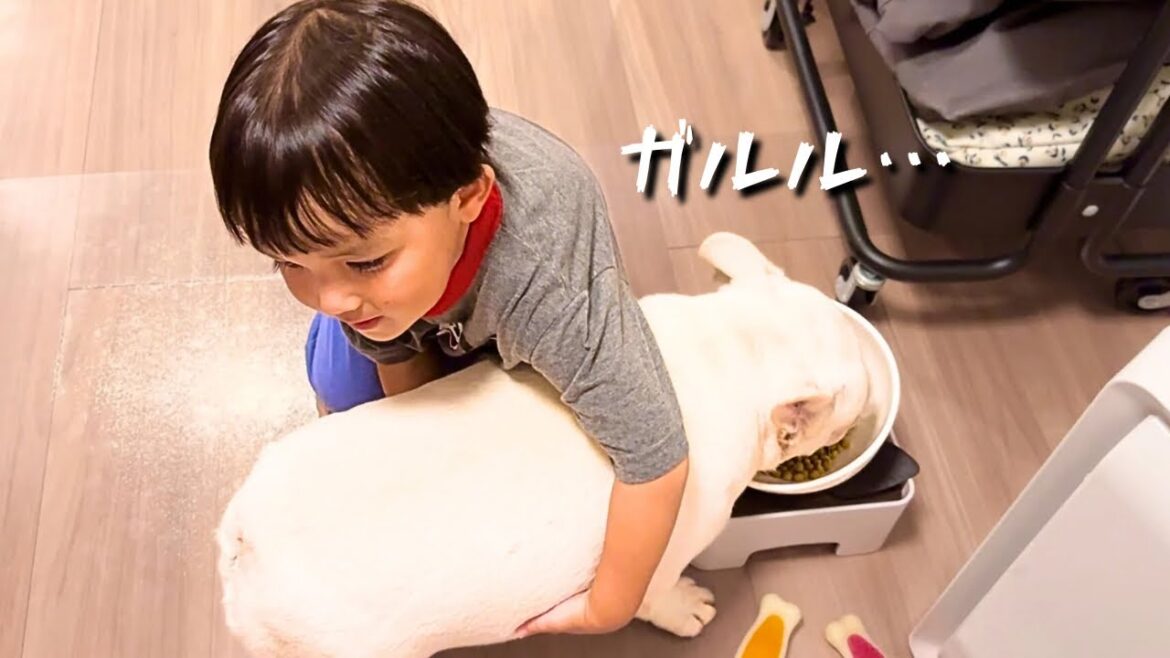 食事中のフレンチブルドッグに仲が悪い3歳児が抱きついた結果…