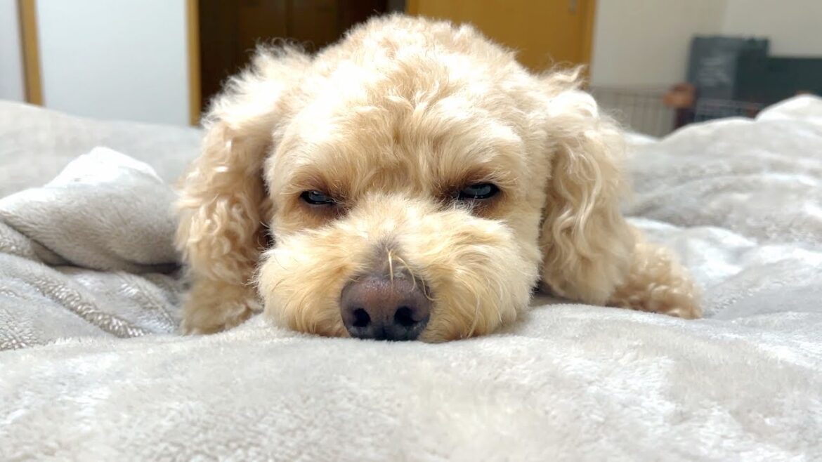 お気に入りのこたつ布団を出してもらってとろける大きいトイプードル【デカプー】【トイプードルのロアくん】【toy poodle】