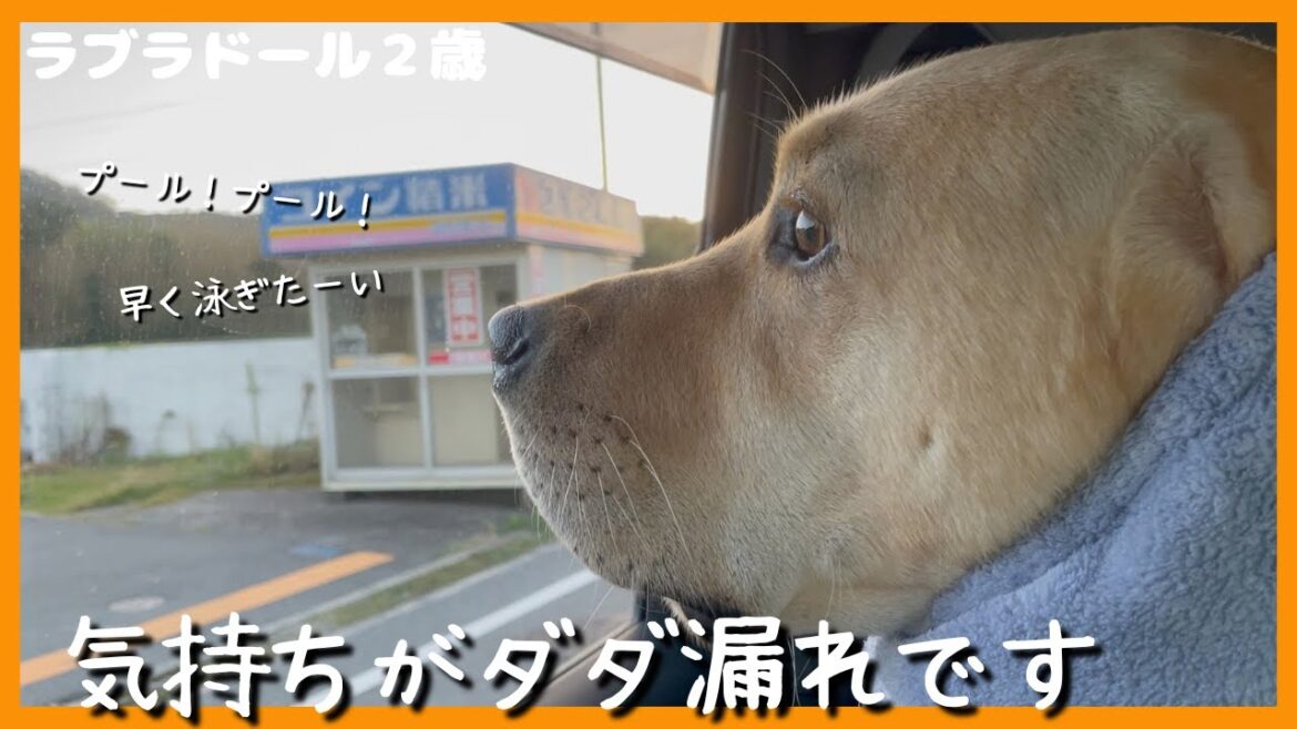 【ラブラドールレトリーバー】気持ちがダダ漏れのよく喋る大型犬