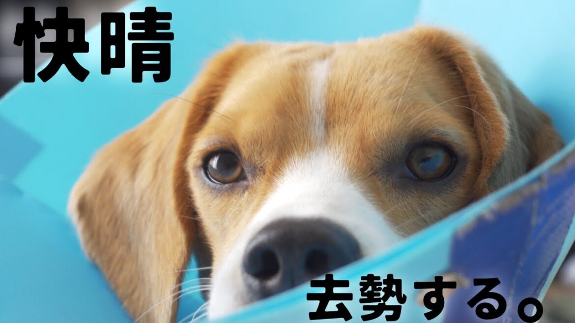 ビーグルの子犬の去勢手術、術後の様子について。