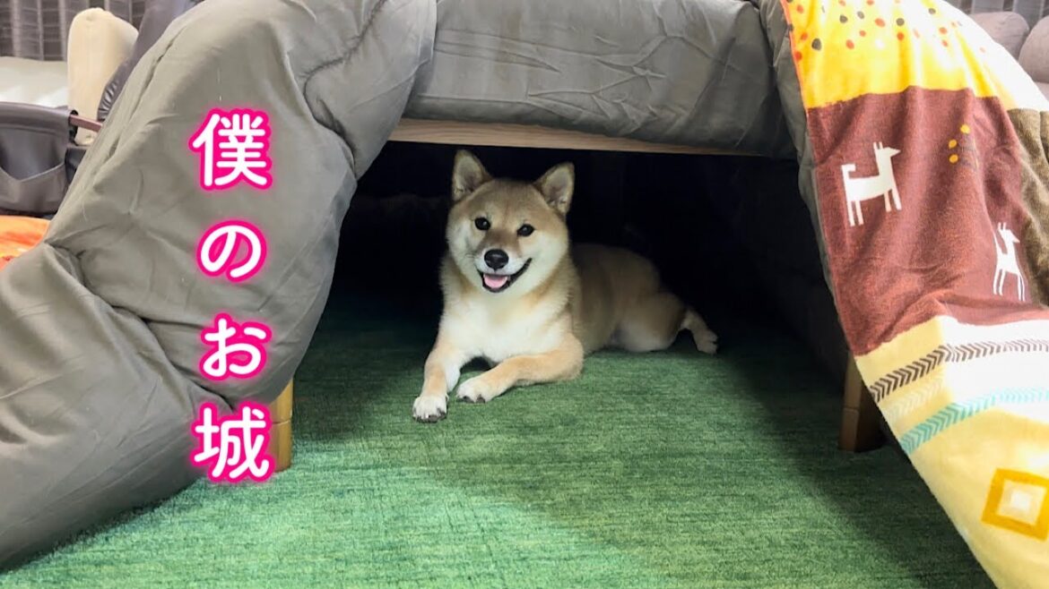 大好きなこたつをサプライズで出したら大喜びしてくれた柴犬が可愛い 大好きなこたつをサプライズで出したら大喜びしてくれた柴犬が可愛い