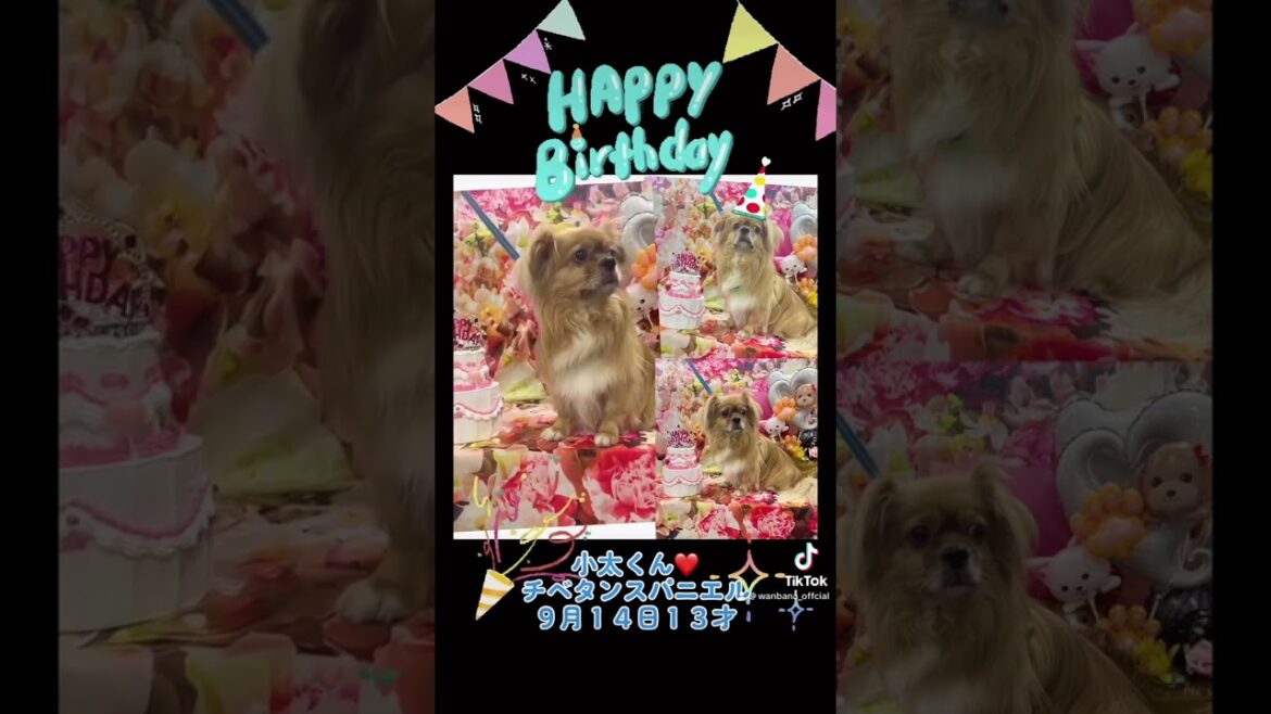 チベタンスパニエルの小太くん❤️13才のお誕生日おめでとう🎂🎈 #wanbana #わんばな #ワンバナ #犬用ケーキ