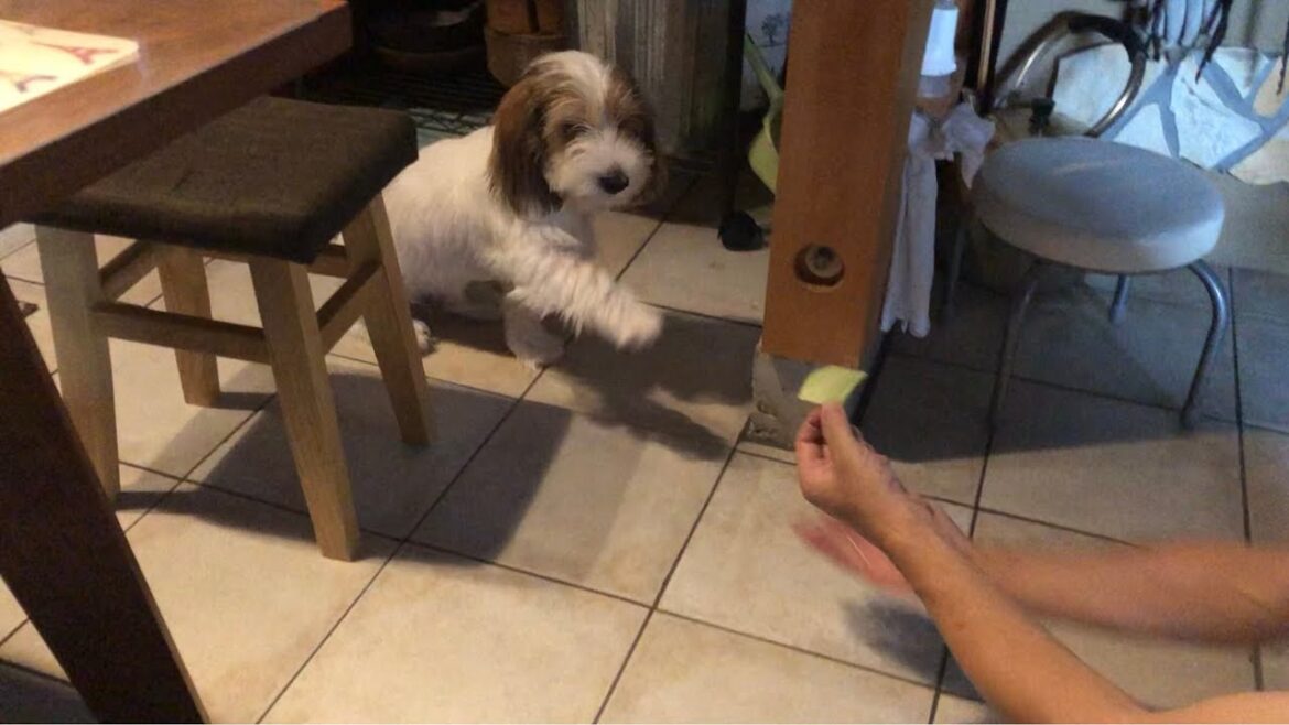 プチバセの子犬はなまけもの