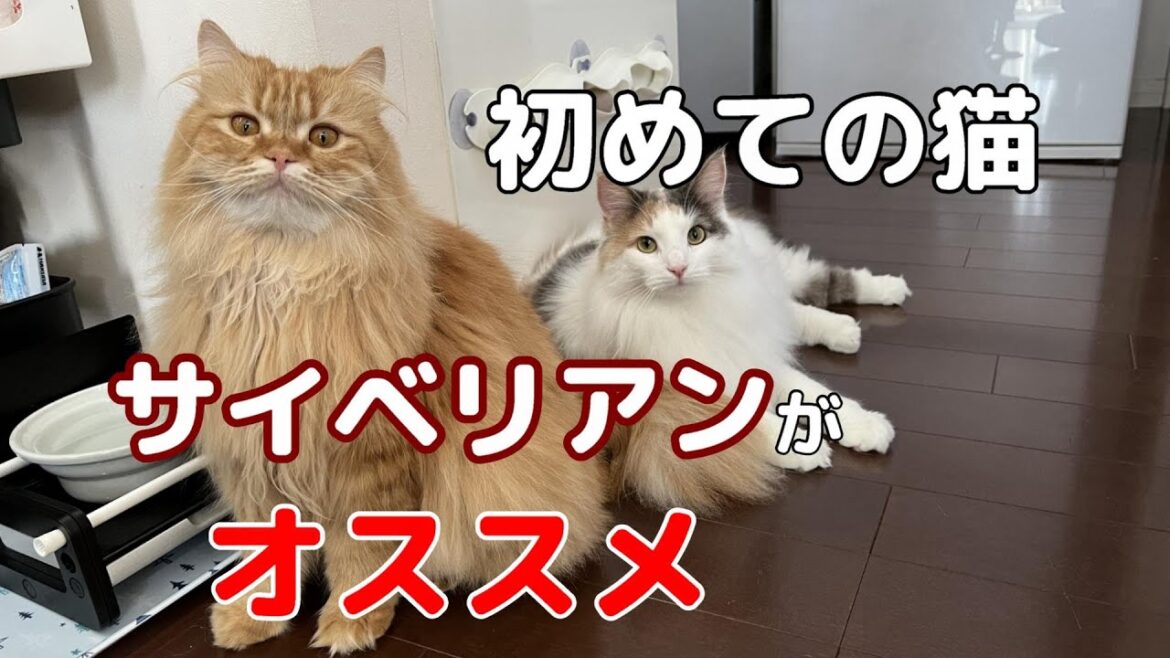 サイベリアンと暮らしている飼い主がサイベリアンの魅力を紹介します サイベリアンと暮らしている飼い主がサイベリアンの魅力を紹介します