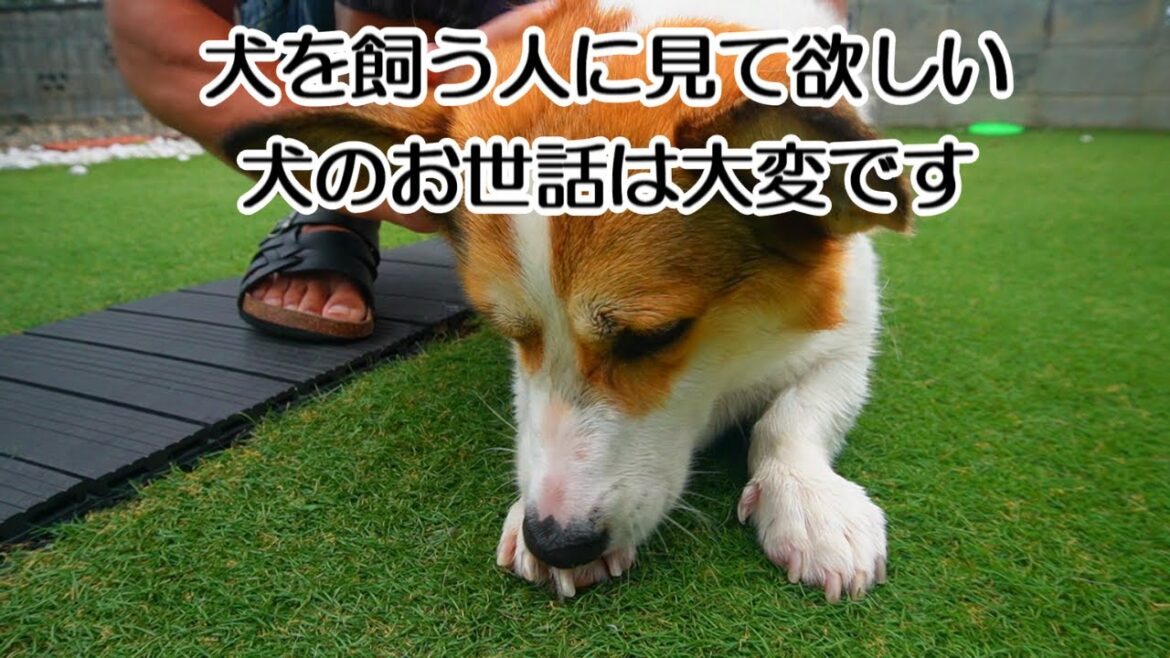 犬を飼う人に見て欲しい、犬のお世話の大変さ。コーギー小太郎今日はお風呂の日で大騒ぎ。最後はお昼寝姿に癒されます。毎日夜七時更新中！