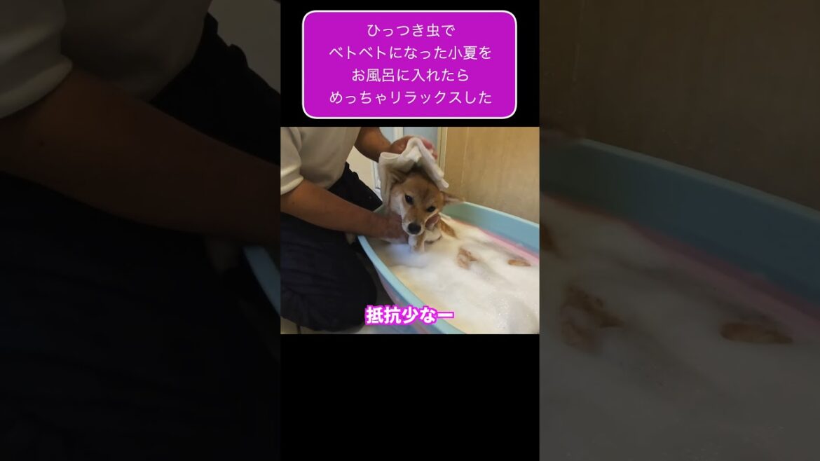 ひっつき虫でベトベトになった柴犬をお風呂に入れたらめっちゃリラックスした #神戸 #shibaken #shibainu #お風呂 ひっつき虫でベトベトになった柴犬をお風呂に入れたらめっちゃリラックスした #神戸 #shibaken #shibainu #お風呂