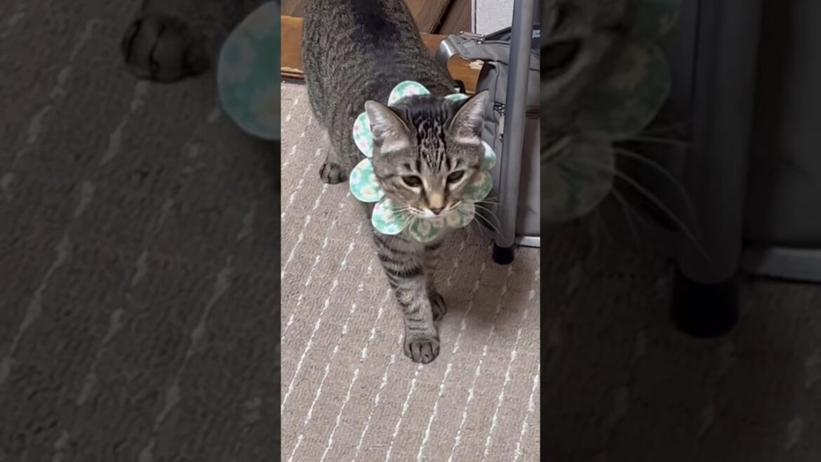 ありのままの猫がコチラ❣️ #cat #고양이 #猫 #保護猫動画