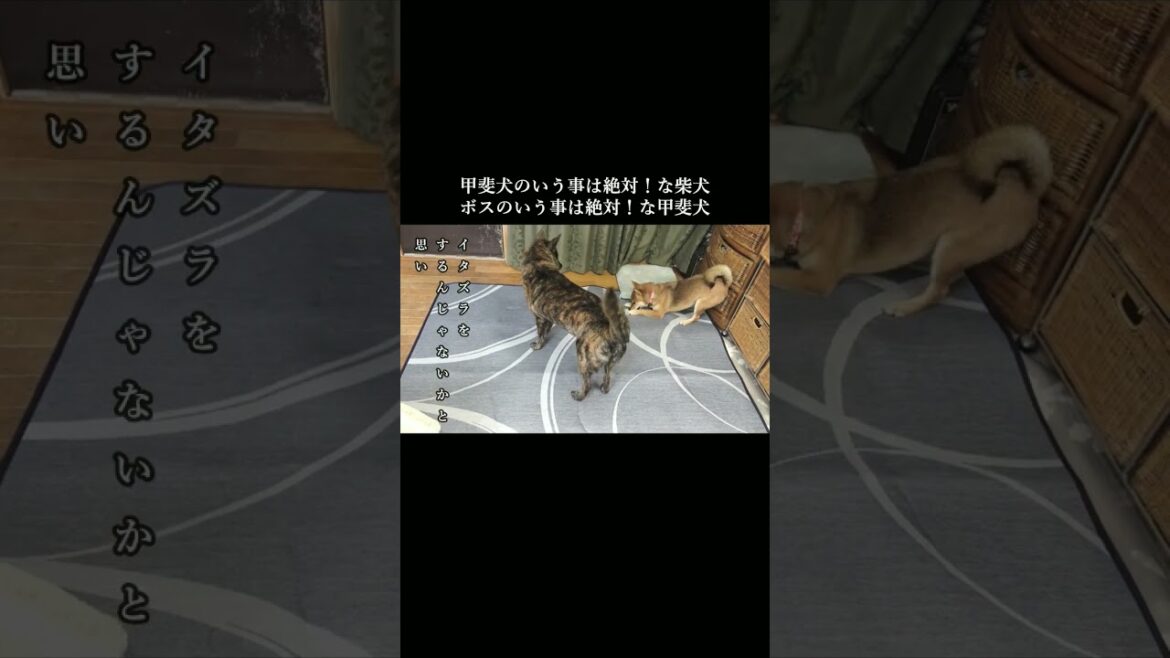甲斐犬のいう事は絶対な柴犬、ボスのいう事は絶対な甲斐犬 #柴犬 #甲斐犬 #youtubeshorts