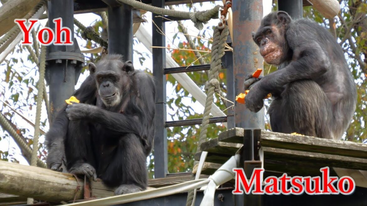 イルカに乗ったマツコとボクサーのヨウ（Matsuko riding a dolphin and the boxer Yoh）　かみね動物園　チンパンジー　202310