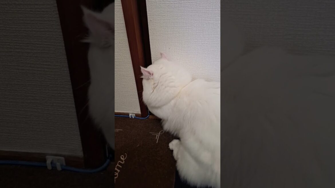 【オッドアイ幸せを呼ぶ猫】ラビちゃん脱出の瞬間#猫#cat#白猫#キンカロー#shorts