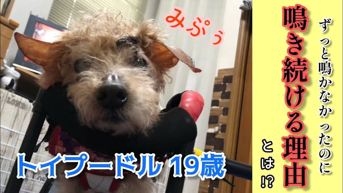 【それはある日突然始まった】何かを訴えるように鳴いて暴れるお爺さん… 心配で眠れない飼い主💧