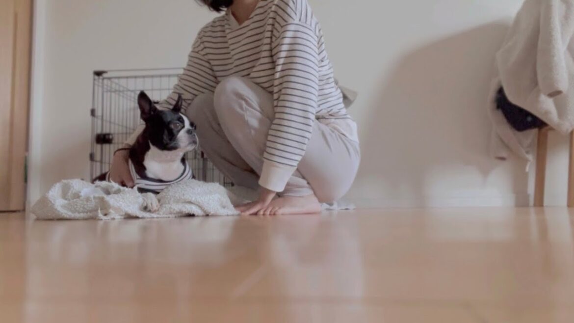 ペットモデル登録オーディション合格したけどその後…【ボストンテリア】【エムドックス】